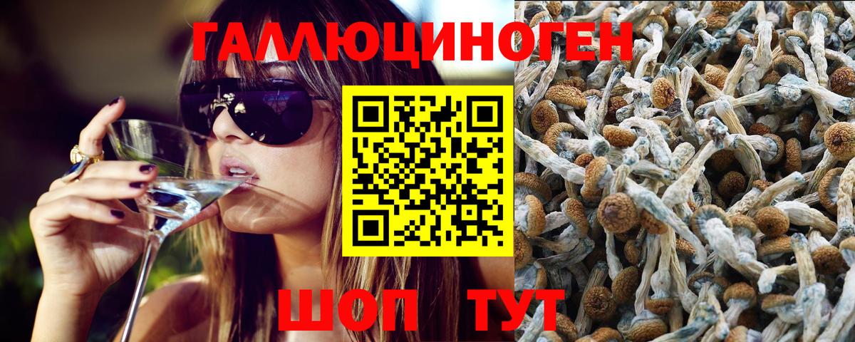 Галлюциногенные грибы Psilocybe Новокуйбышевск